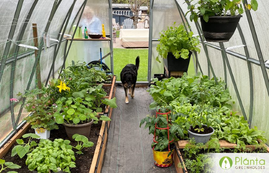 Can You Grow Radish in a Greenhouse?  