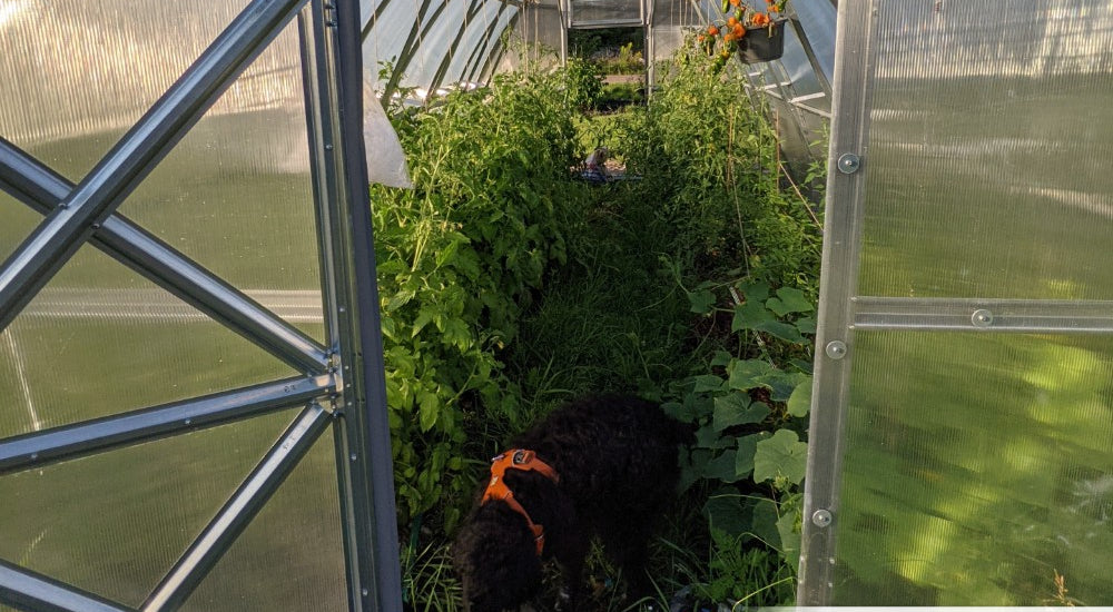 My tomato harvest was so abundant that I could also share it with so many people