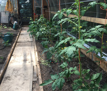 Vacation Vibes in the Greenhouse