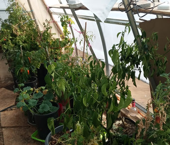 Amazing Greenhouse for -15 Degree Winters