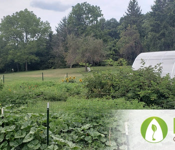From Heirloom Seeds to Winter Greens