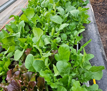 From Heirloom Seeds to Winter Greens
