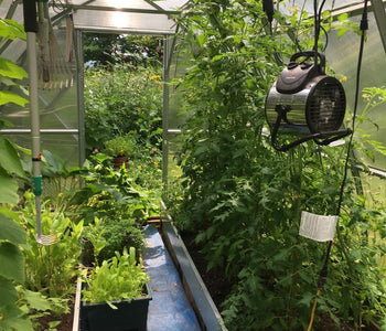 They are well adapted to the Canadian climate