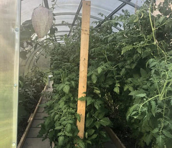 J'apprécie énormément de pouvoir cultiver de magnifiques plants de tomates GÉANTS