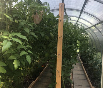J'apprécie énormément de pouvoir cultiver de magnifiques plants de tomates GÉANTS