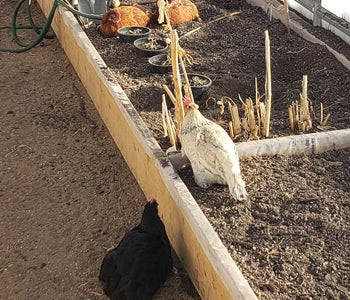 If gardening is your passion then make the investment!