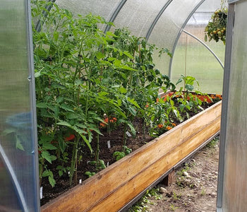 Greenhouse review from Tara