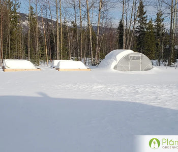 Greenhouse review from Tara