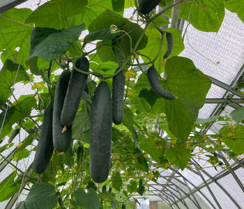 It extended our growing season by 3 1/2 months!