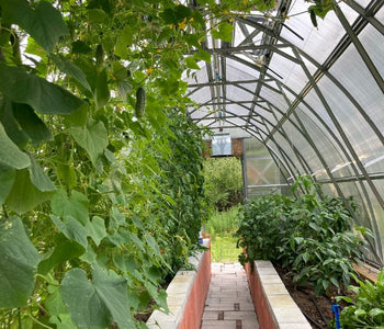 It extended our growing season by 3 1/2 months!