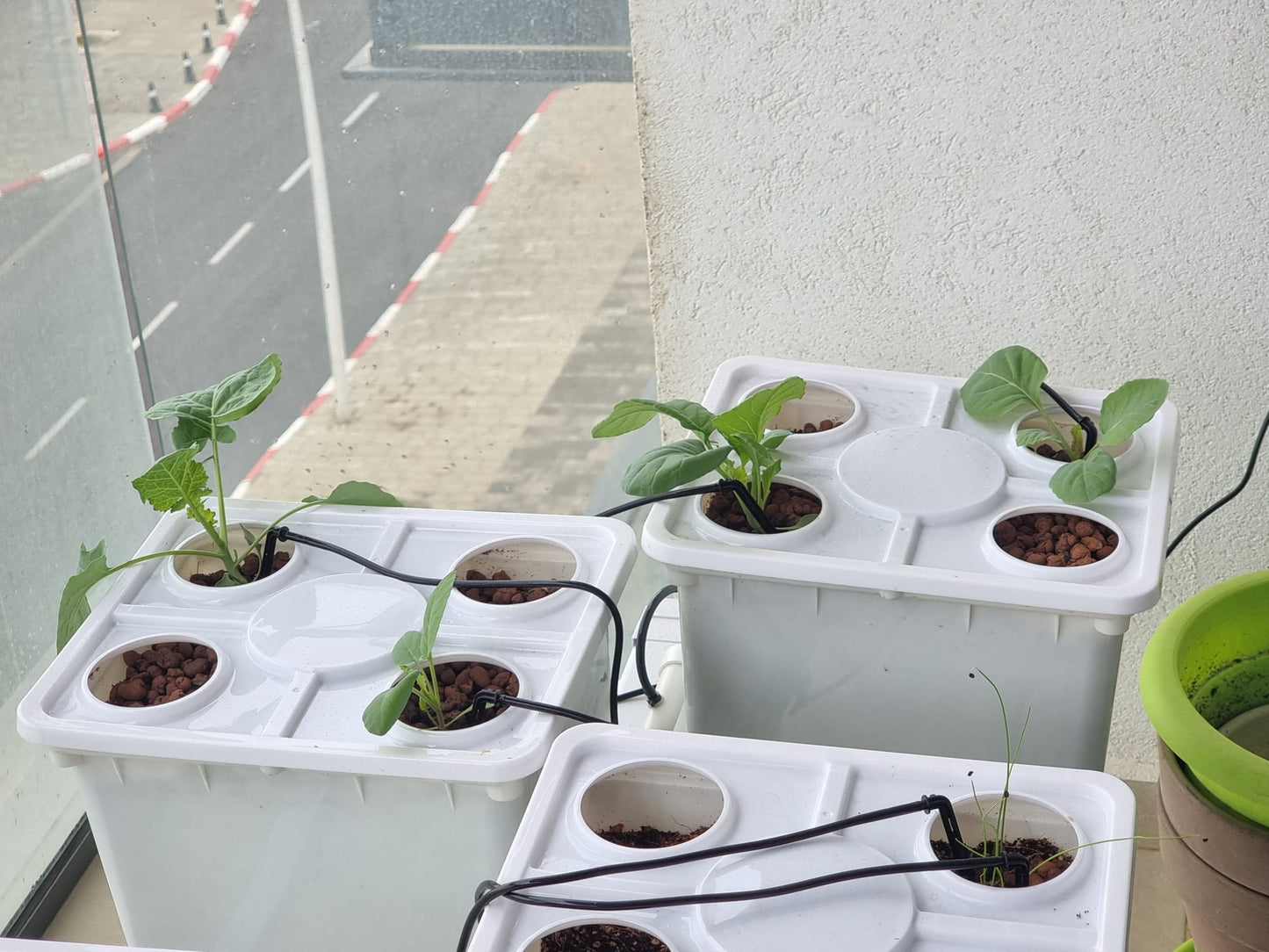 Tobato 5 – Système de culture hydroponique en seau hollandais