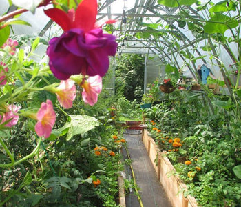 A Glimpse of Exotic Warmth