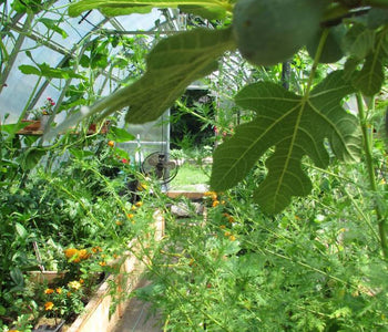 A Glimpse of Exotic Warmth