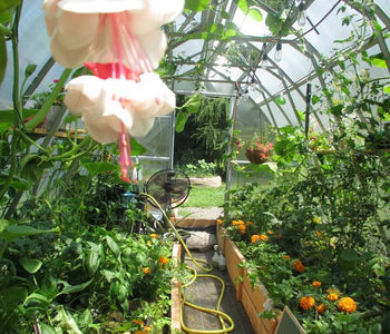 A Glimpse of Exotic Warmth