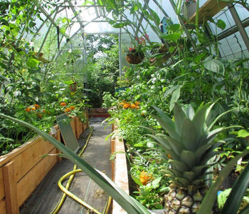 A Glimpse of Exotic Warmth