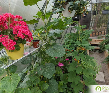 Un hogar para las verduras que aman el calor