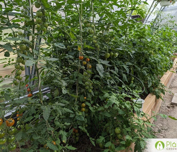 Un hogar para las verduras que aman el calor