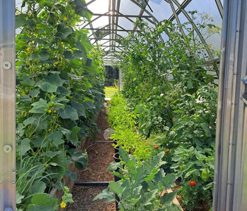 I start my greens in February