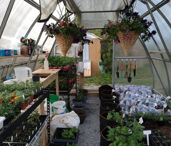 Dahlias & Chrysanthemums