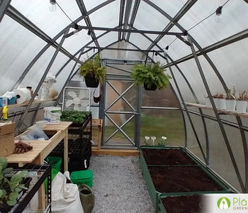 Dahlias & Chrysanthemums