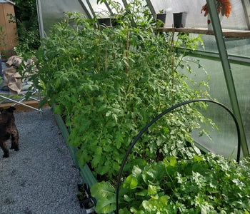 Dahlias & Chrysanthemums