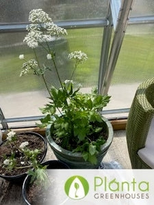I grow things I didn’t think were possible