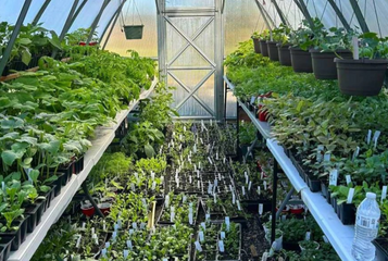 5 Essential Tips to Grow Strong Seedlings in Your Greenhouse