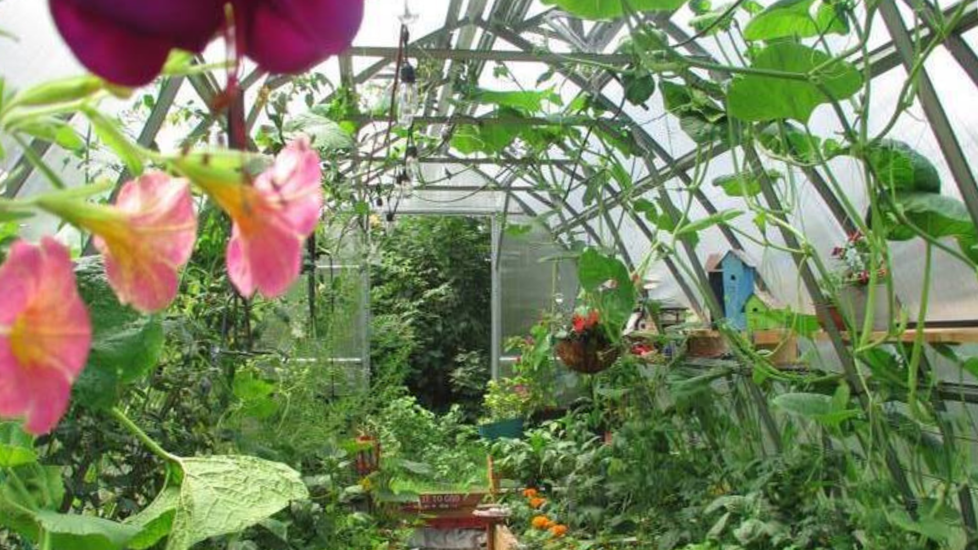 Flower Container Microclimate Microclimate Mastery: 7 Ways to Tailor Plant Environments in Your Gree