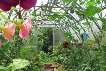 Microclimate Mastery: 7 Ways to Tailor Plant Environments in Your Greenhouse