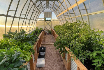 How Planta Greenhouses’ Customers Water Their Plants: 8 Tried & Proven Irrigation Setups