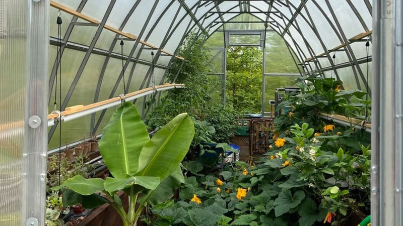 Do Greenhouses Really Make a Difference in Plant Development?