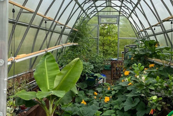 Do Greenhouses Really Make a Difference in Plant Development?