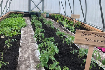 Ground Planting in Greenhouses: Is it the Best Choice?