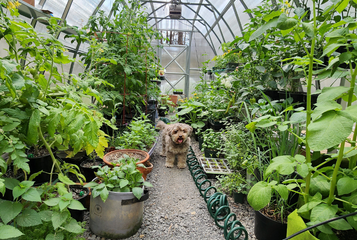 How to Grow Diverse Lettuce Types in Your Greenhouse