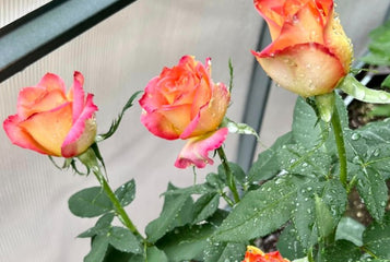 5 Expert Tips to Grow Flowers Inside Your Greenhouse