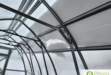 The greenhouse has allowed me to extend my growing period outside by 8-10 weeks