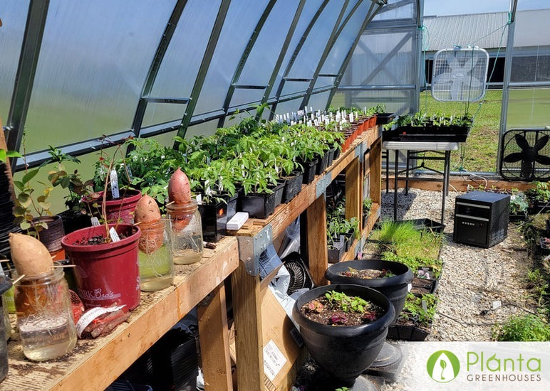 Trying Green Beans and Zucchini in Our Sungrow