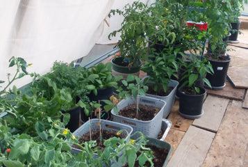 Amazing Greenhouse for -15 Degree Winters