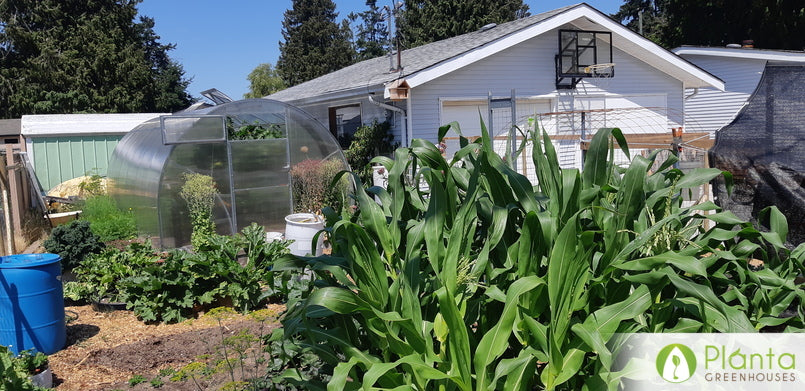 My kids love to come garden in the greenhouse