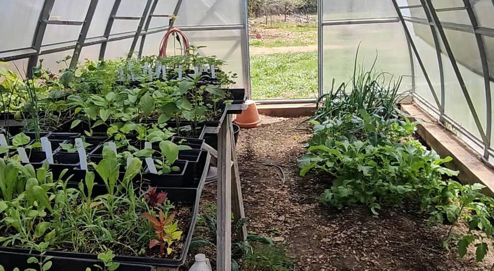 Year-Round Harvests and Early Tomatoes with the Sungrow 20