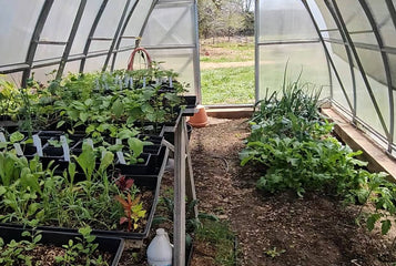 Year-Round Harvests and Early Tomatoes with the Sungrow 20