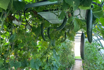 How to Grow Cucumbers in Your Greenhouse?