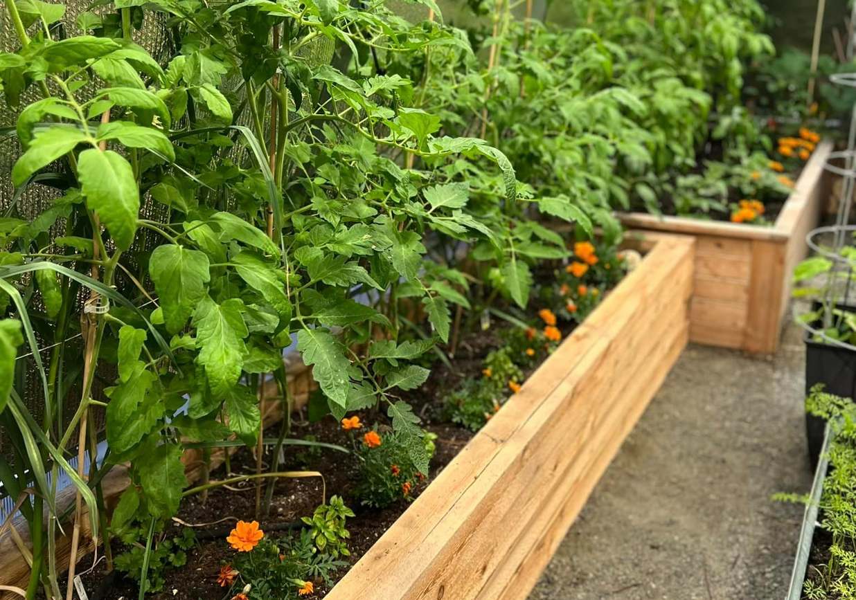 Raised Beds vs Raised Planter Boxes: Which One is the Greenhouse Garde