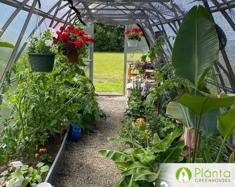 The Secret to a Lush Greenhouse The Power of Consistent Watering