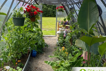 The Secret to a Lush Greenhouse: The Power of Consistent Watering