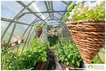 The Ultimate Guide to Elevating Your Greenhouse With Hanging Plants