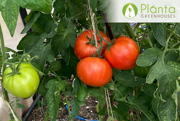 How To Cultivate Tomatoes That Ripen On The Vine?