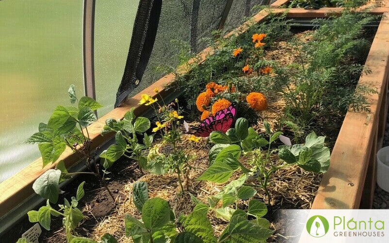 Enjoying the sounds of birds in the greenhouse