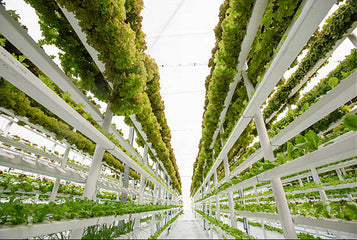 Cómo la agricultura hidropónica vertical puede maximizar el rendimiento de su invernadero