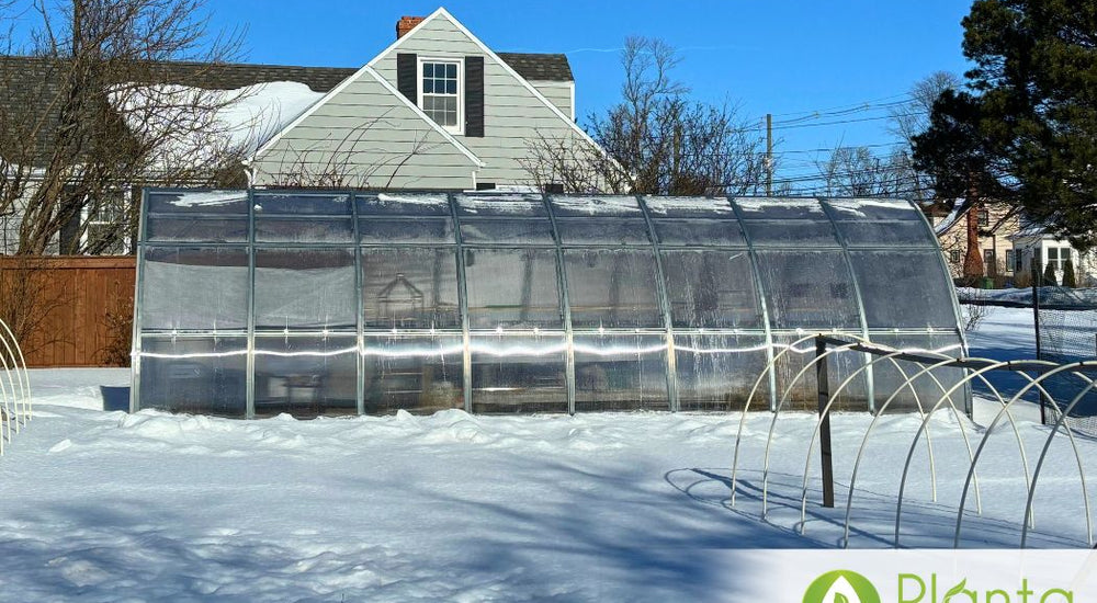Greens All Winter in an Unheated Greenhouse
